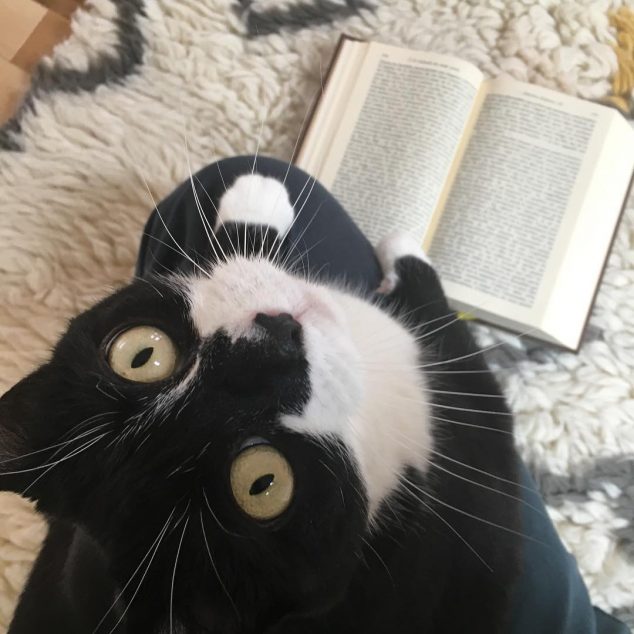 Odette the black and white cat looks up at camera and reads a book