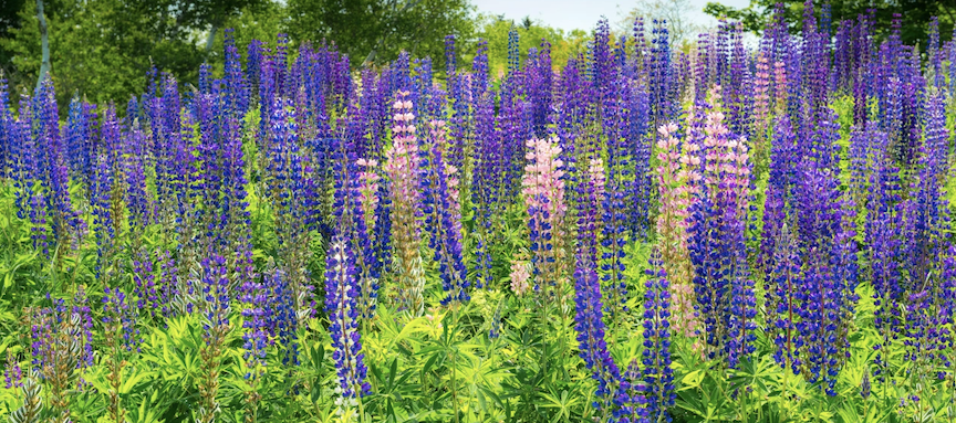 stand of lupin flowers